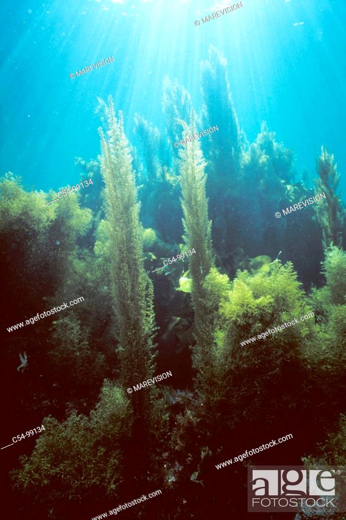 Stock Photo: Brown alga (Cystoseira baccata) and Brown Seaweed (Sargassum muticum). Galicia, Spain.
