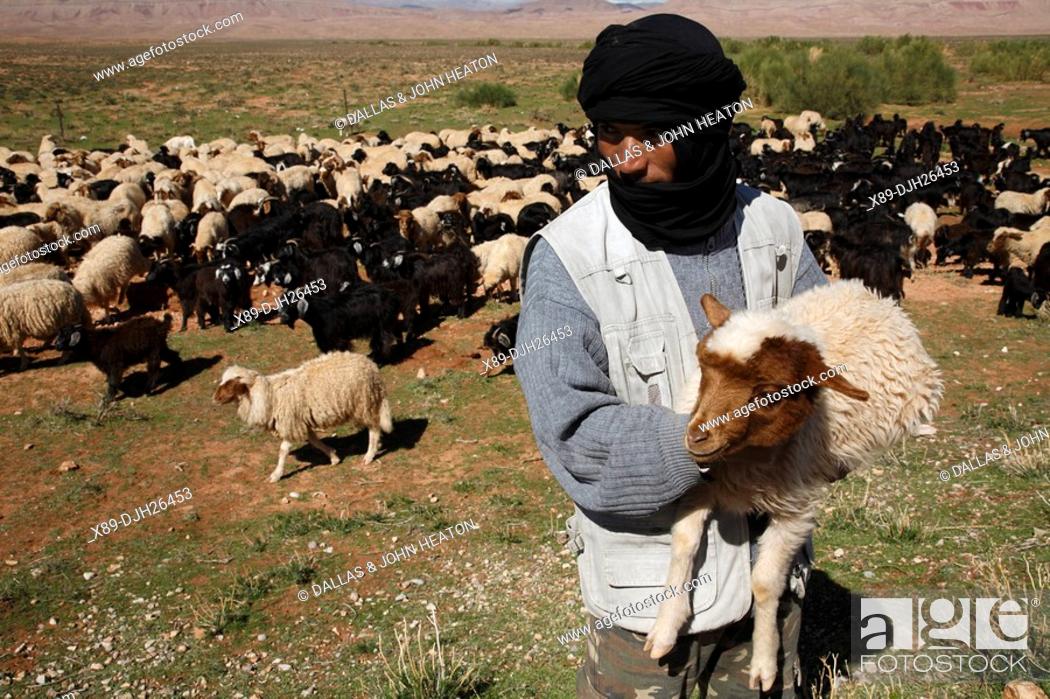 Stock Photo: Africa, North Africa, Morocco, High Atlas Mountains, Dades Valley, Shepherd Holding Sheep.