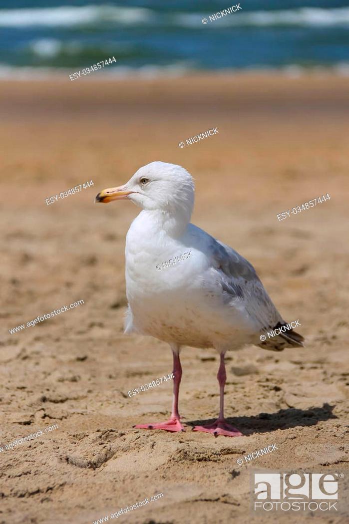 Stock Photo: Seagull is standing on sandy beach near North sea in Zandvoort, the Netherlands.