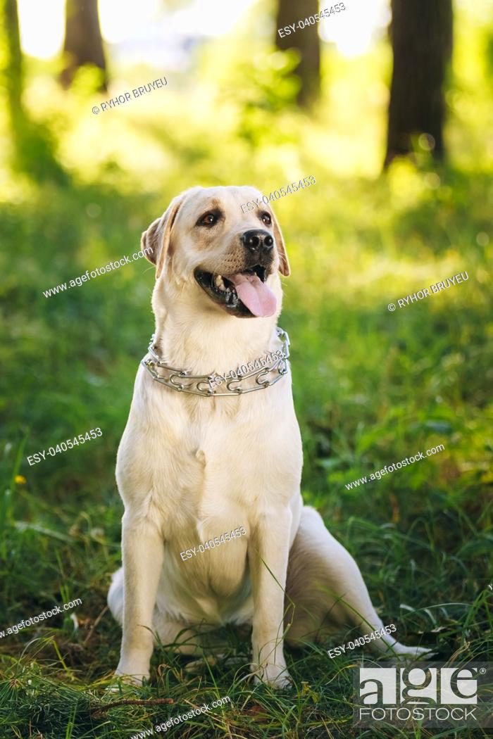 Funny White Labrador Retriever Dog Sitting In Green Grass, Forest Park  Background, Stock Photo, Picture And Low Budget Royalty Free Image. Pic.  ESY-040545453 | agefotostock