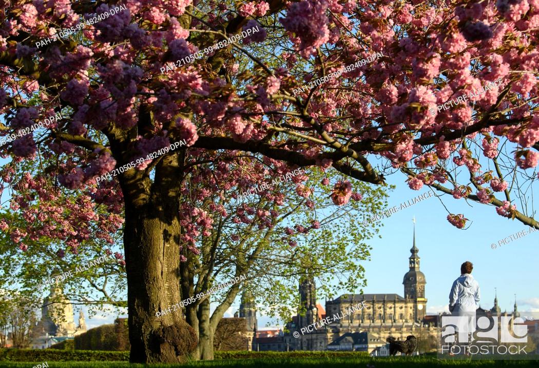 Stock Photo: 05 May 2021, Saxony, Dresden: Blossoms of an ornamental cherry blow in the wind in the evening in the garden of the Japanese Palace against the backdrop of the.