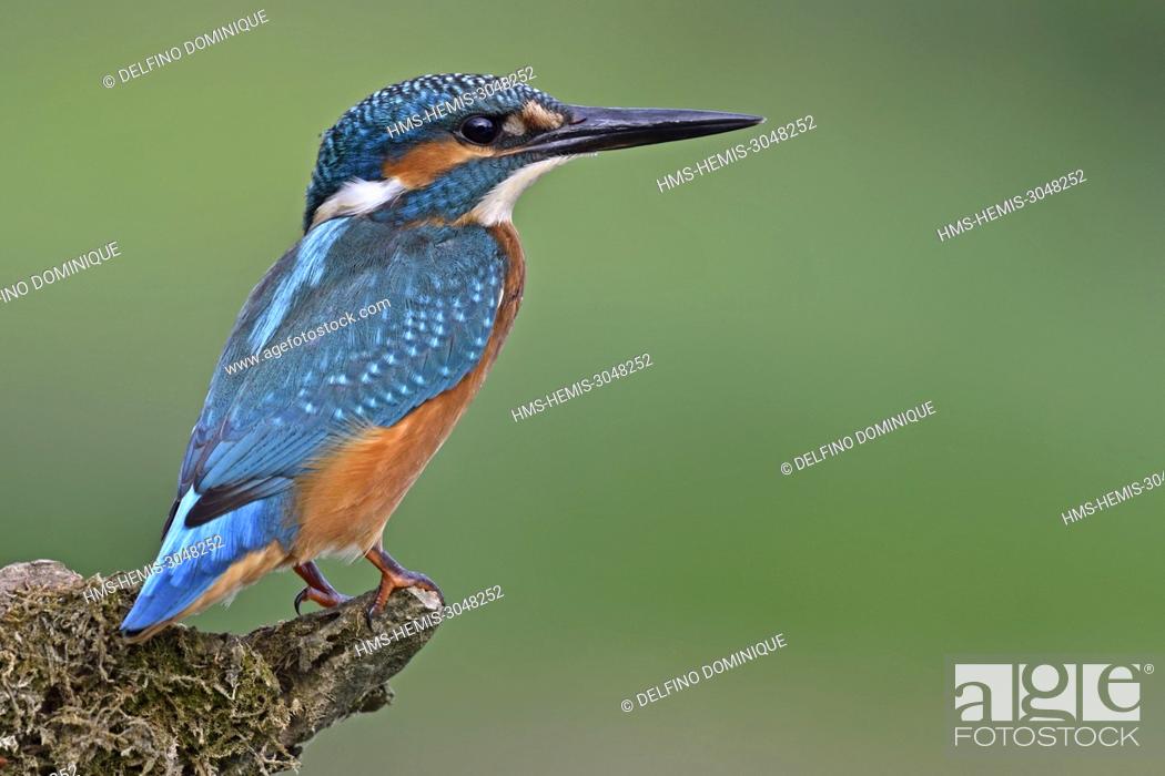 Stock Photo: France, Doubs, natural area of the Allan, Brognard, Kingfisher of Europe (Alcedo atthis), juvenile perched on a branch dominating the surface of the water on.
