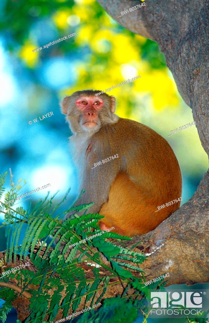 rhesus monkey, rhesus macacque (Macaca mulatta), single animal, sitting on  a tree, India, Stock Photo, Picture And Rights Managed Image. Pic.  BWI-B037642 | agefotostock