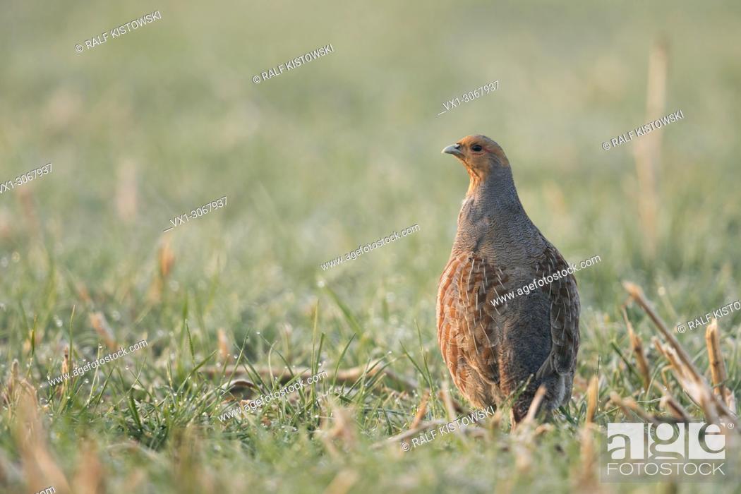Stock Photo: Attentive Grey Partridge ( Perdix perdix) standing upright, carefully watching around, looking alert, wildlife, Europe.