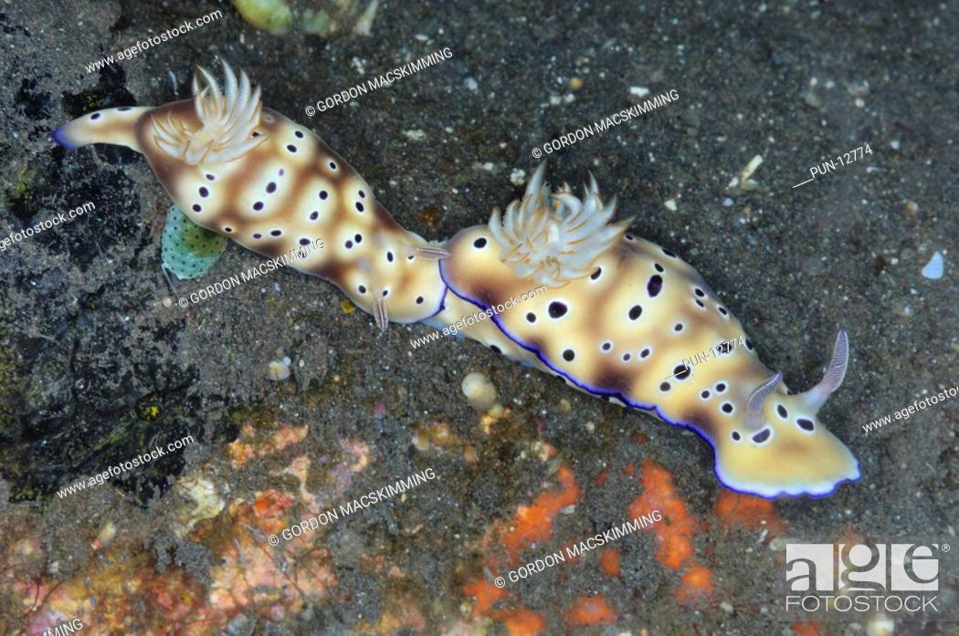 Stock Photo: Two sea slugs Risbecia tryoni are travelling across the seabed in tandem This behaviour has been dubbed tailgating and is a frequently encountered.