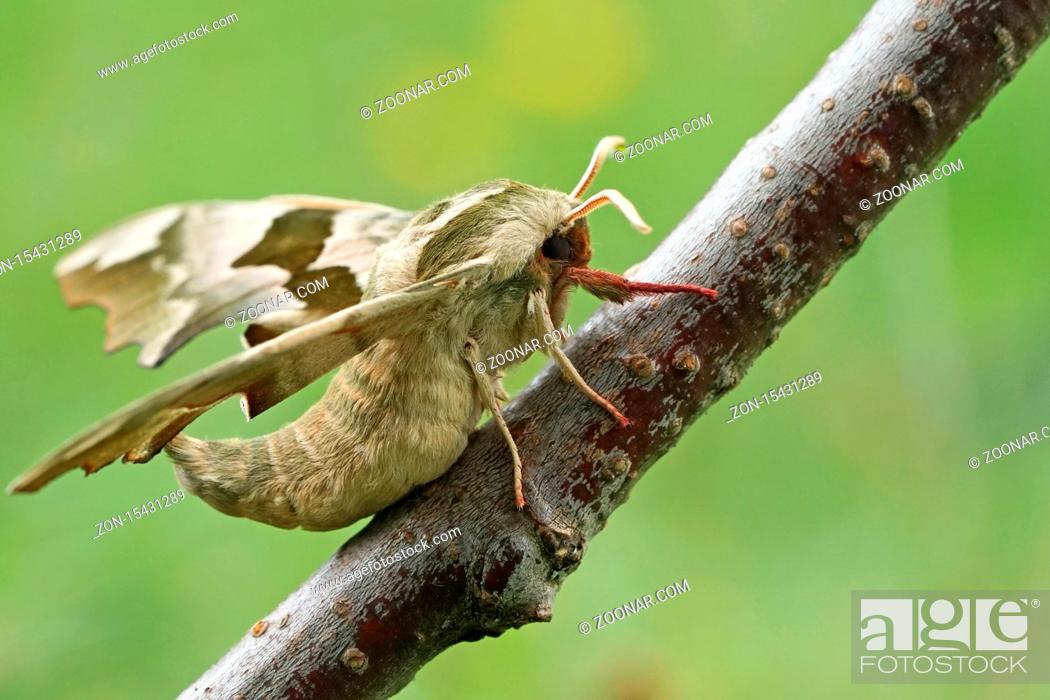 Stock Photo: Outdoors, Nature, Beautiful, Close-Up, Summer, Beauty, Natural, Brown, Spring, Wildlife, Detail, Macro, Animal, Wild Animal, Flying, Fauna, Arthropod, Insect, Biology, Flying Insect, Butterfly, Tier, Lime, Moth, Lepidoptera, Hexapoda, Mite, Hawk Moth, Sphingidae, Falter