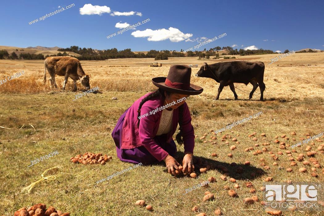Imagen: Indigenous woman of Sacred Valley picking potatoes, Cusco Region, Peru, South America.