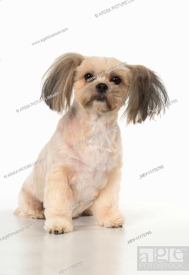 Koncession Stille psykologisk Dog cross breed Shih Tzu/ Lhasa Apso ?, Stock Photo, Picture And Rights  Managed Image. Pic. MEV-11772795 | agefotostock