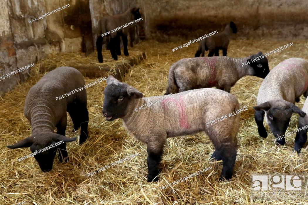 Stock Photo: 14 February 2019, Mecklenburg-Western Pomerania, Reimershagen: In the stable of shepherd Sven Nöller the lambs romp around beside the mother animals.