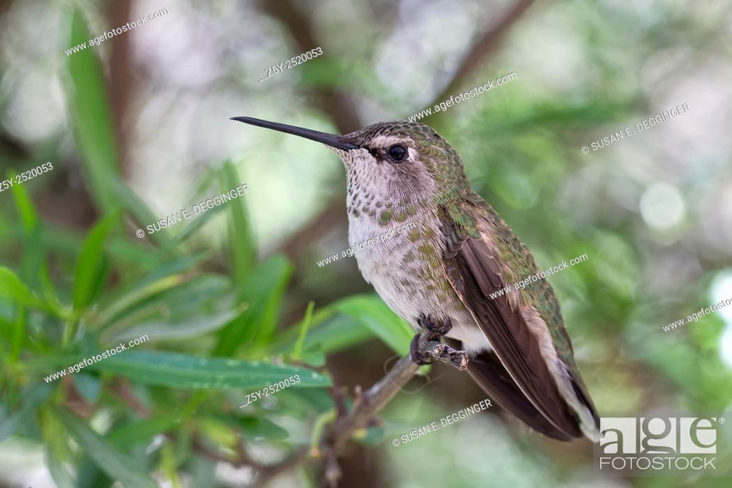 Stock Photo: Female Anna's hummingbird (Calypte anna).