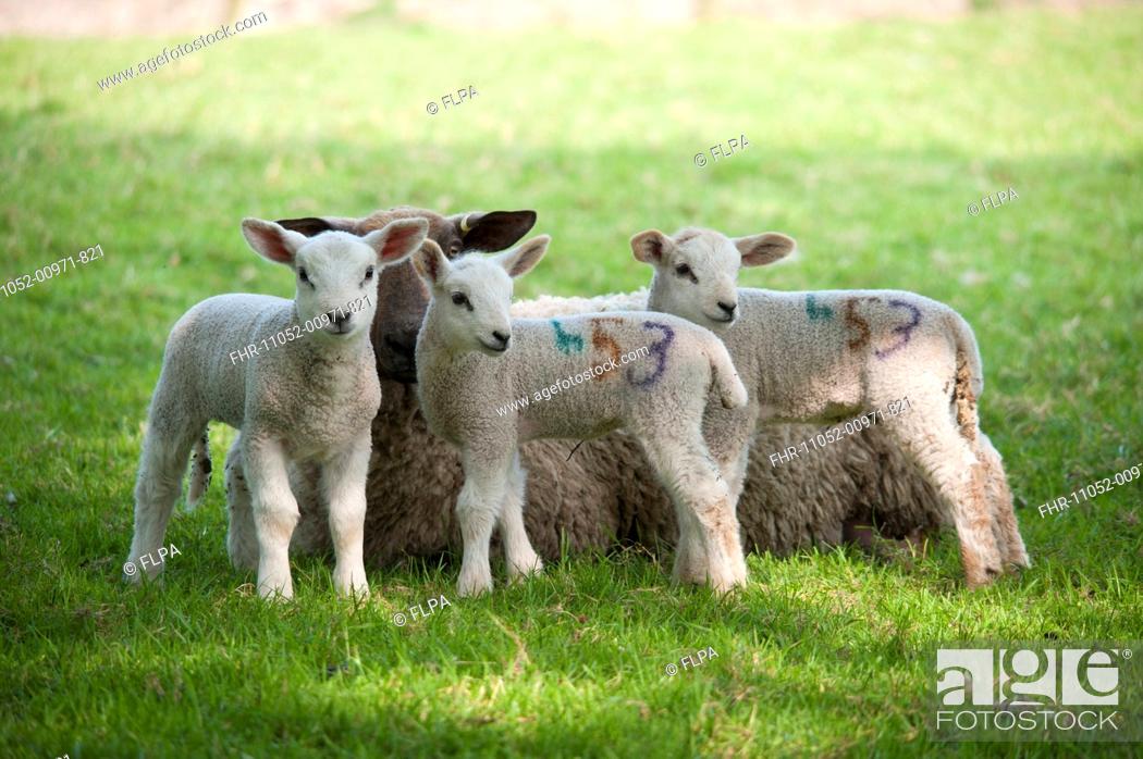 Domestic Sheep, Mule ewe with Texel cross triplet lambs, in pasture,  Chipping, Lancashire, England, Stock Photo, Picture And Rights Managed  Image. Pic. FHR-11052-00971-821 | agefotostock