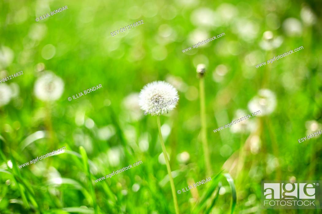 Stock Photo: Dandelion field with fluffy dandelion flowers and green meadow grass in the spring in sunlight, wind day.