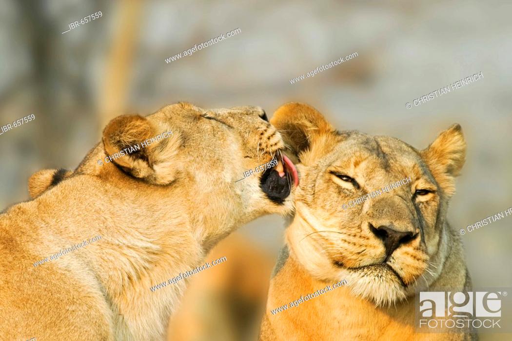 Stock Photo: Lionesses (Panthera leo) are licking one another, Savuti, Chobe national park, Botswana, Africa.