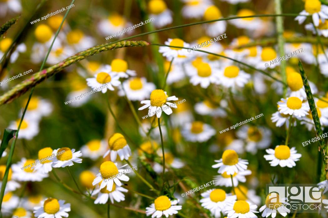 Stock Photo: Closeup of a field of chamomile flowers.