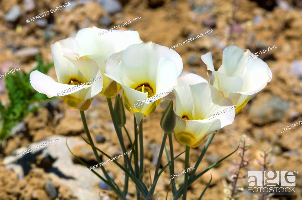 Sego Lily Calochortus Nuttallii Stock Photo Picture And Rights Managed Image Pic Yh2 1457392 Agefotostock