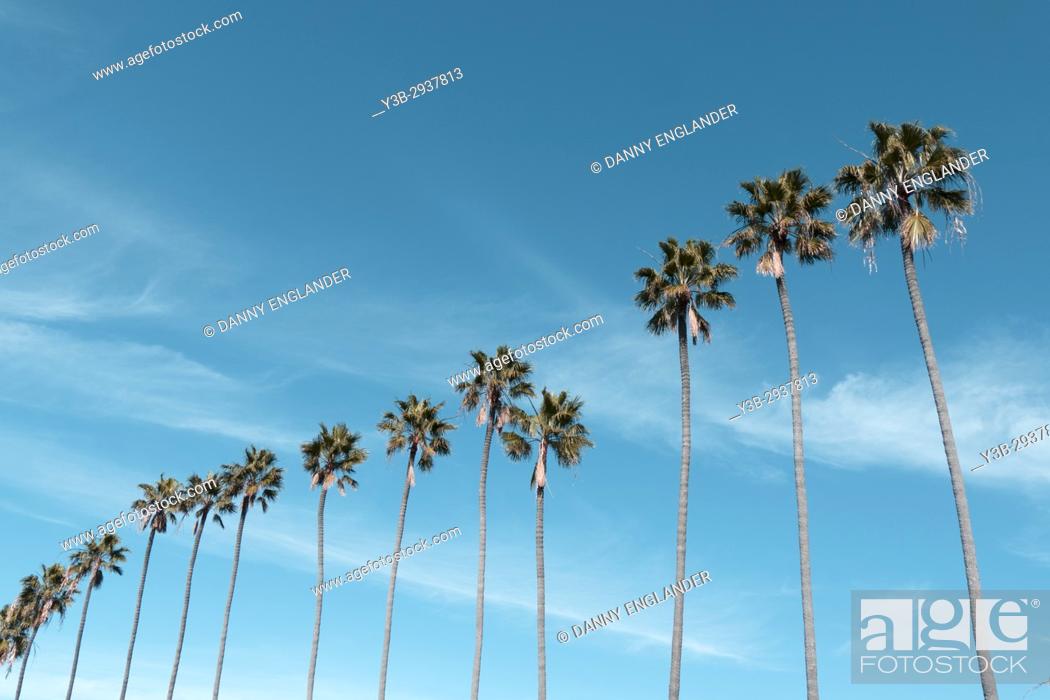 Stock Photo: A row of tall palm trees in southern California with a clear turquoise sky.