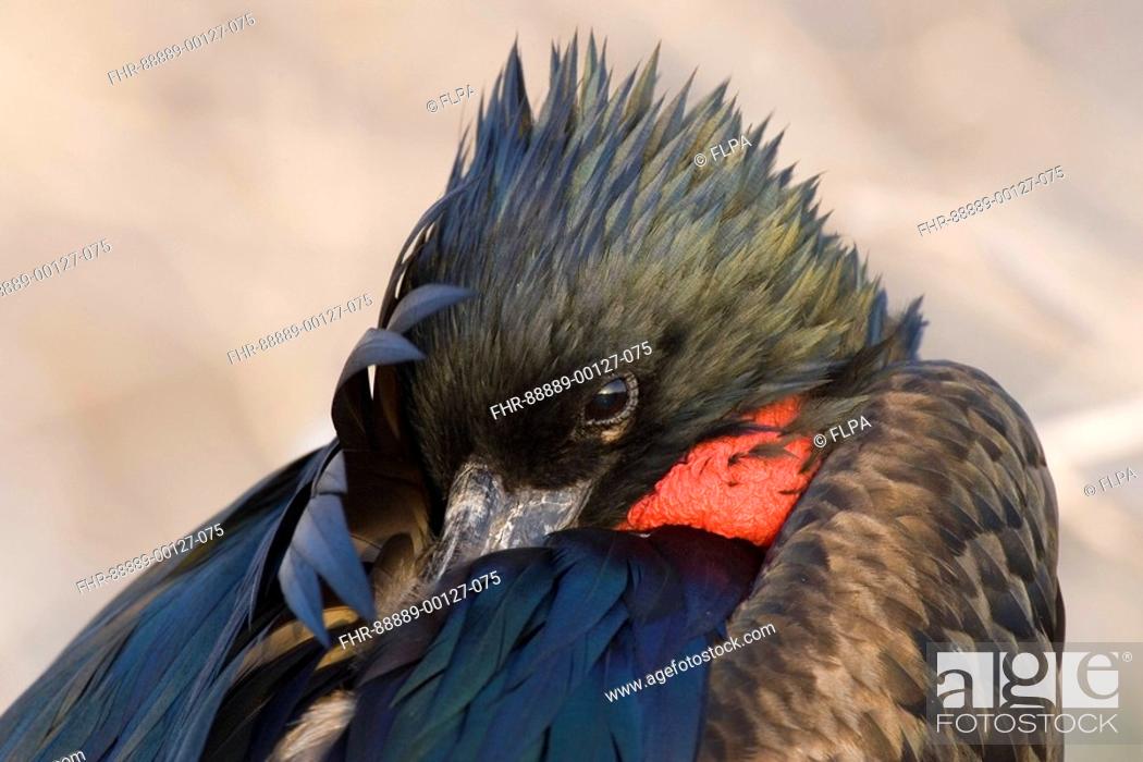 Stock Photo: Great Frigatebird, Fregata minor ridgwayi, Male, Galapagos, genovesa island,.