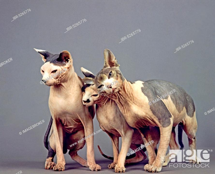 SPHYNX DOMESTIC CAT, CAT BREED WITHOUT HAIR, GROUP AGAINST GREY BACKGROUND,  Stock Photo, Picture And Rights Managed Image. Pic. IBR-5265776 |  agefotostock