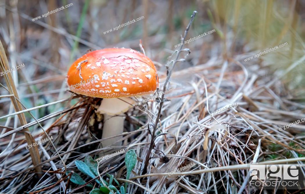 Stock Photo: Among the dry autumn grass and fallen leaves grows poisonous mushroom fly agaric with a beautiful red hat.
