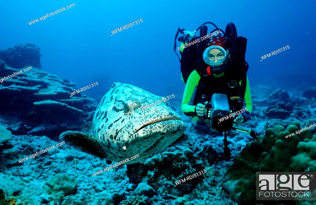 Photo de stock: Potato grouper and scuba diver, Epinephelus tukula, Indian ocean Andaman sea, Burma Myanmar Birma.