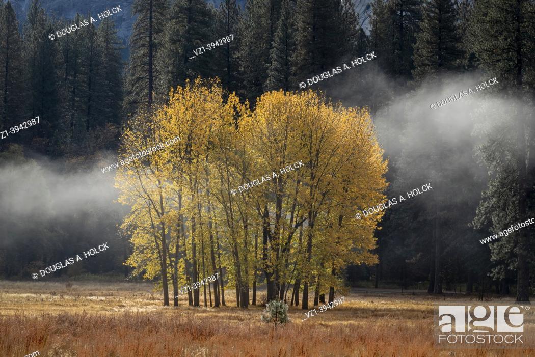 Stock Photo: Ahwahnee Meadows Cottonwoods in Fall Yosemite NP CA USA World Location.