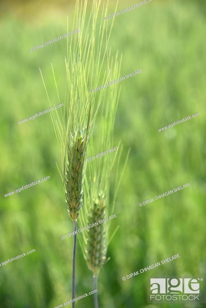 Stock Photo: Green wheat at organic farm field.