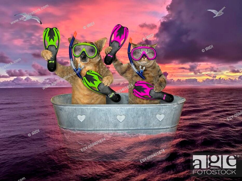Stock Photo: The beige cat and the dog are divers with masks, snorkels and flippers They are drifting in a metal oval washtub on the open sea against the background of a red.