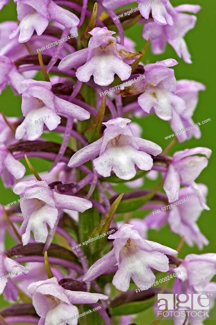 Stock Photo: Fragrant Orchid Gymnadenia conopsea close-up of flowerspike, in grassland, Cotswolds, Gloucestershire, England, late spring.