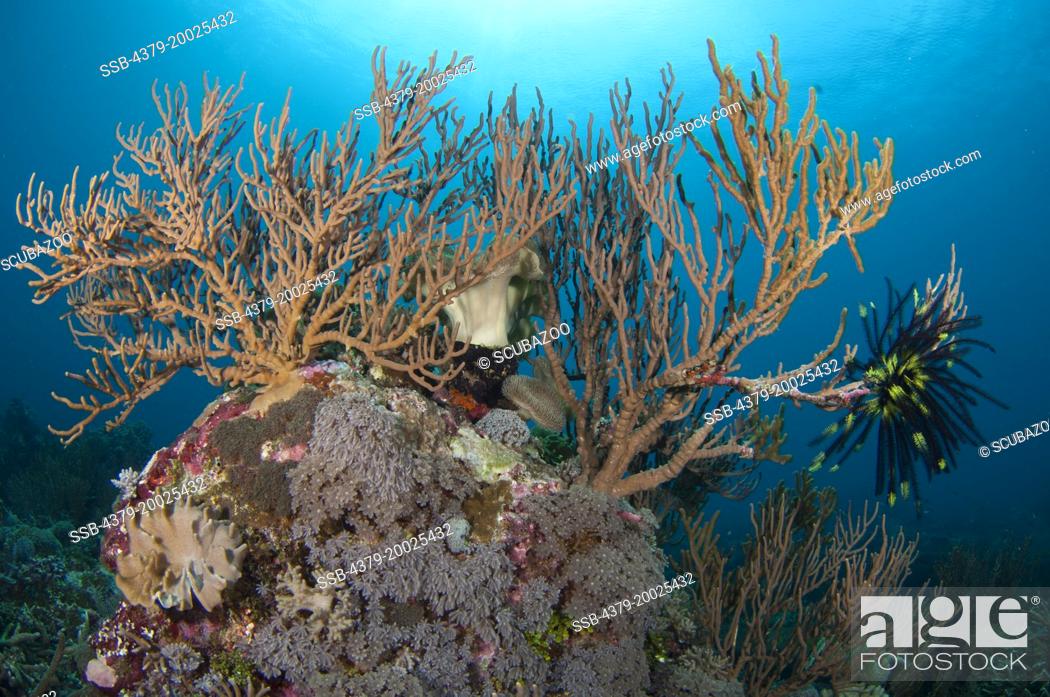 Stock Photo: Soft coral tree with a feather star on a coral bommie, Taliabu Island, Sula Islands, Indonesia.