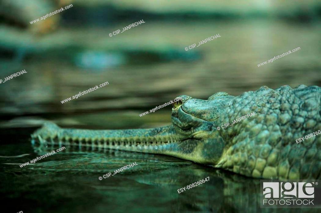 Stock Photo: gharial.