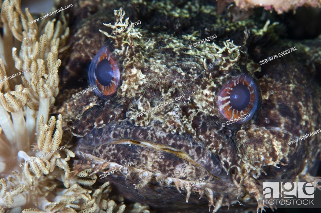 Stock Photo: The head and eyes of a Red-Striped Toadfish, Tetraodon erythrotaenia, Taliabu Island, Sula Islands, Indonesia.