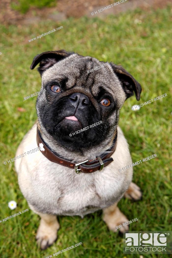 Mixed Breed Dog Canis Lupus F Familiaris Mix Breed Between Pug And French Bulldog Germany Stock Photo Picture And Rights Managed Image Pic Bwi Bs236105 Agefotostock
