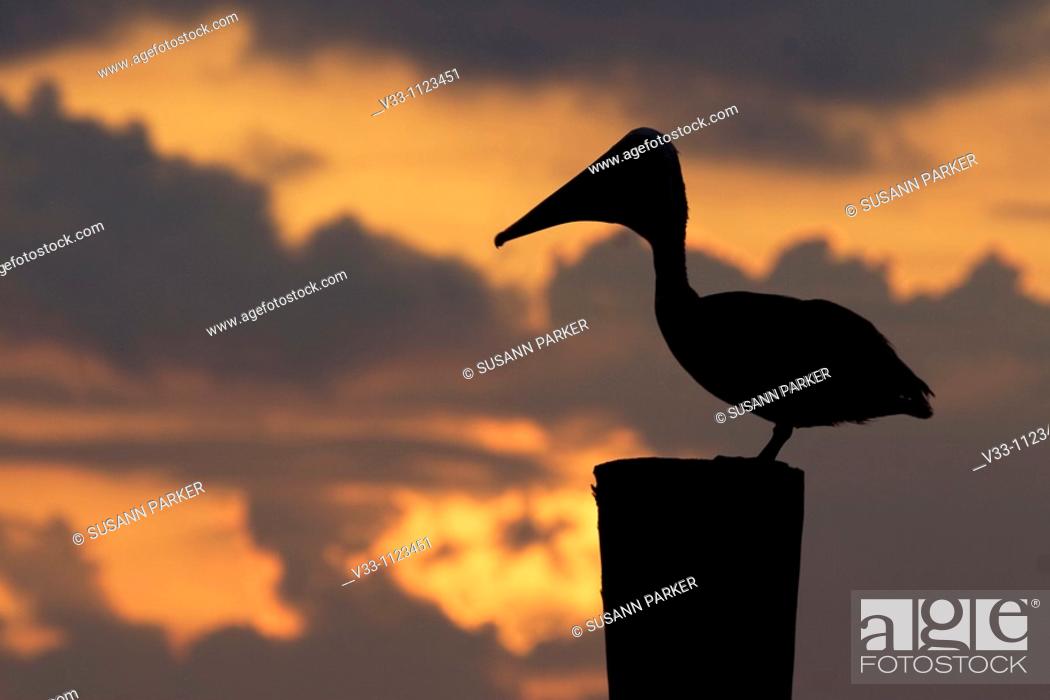 Stock Photo: A brown pelican on a dock at sunset in the Florida Keys.