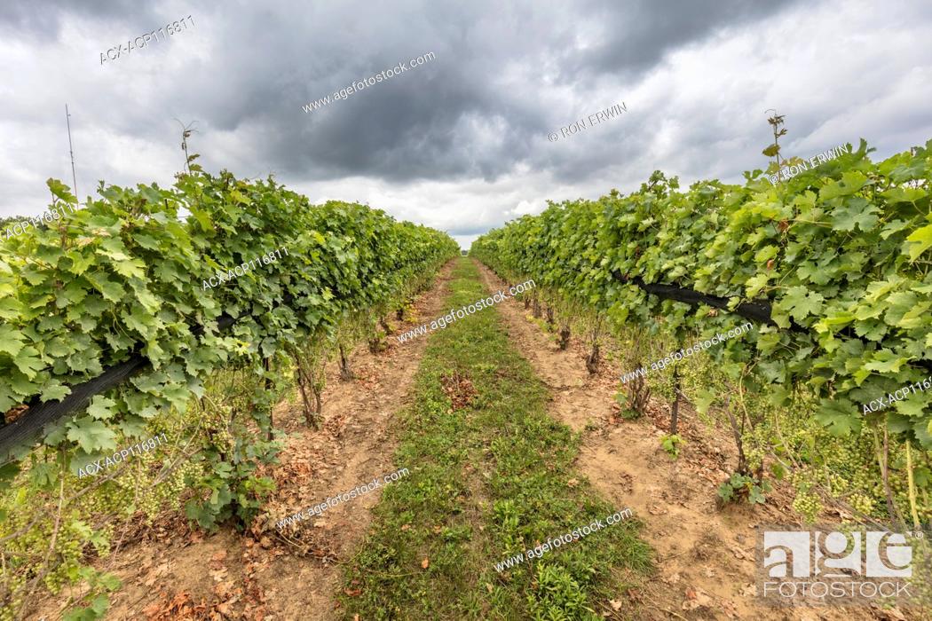 Imagen: Green grapes in a vineyard in Norfolk County near Lake Erie, Ontario, Canada.