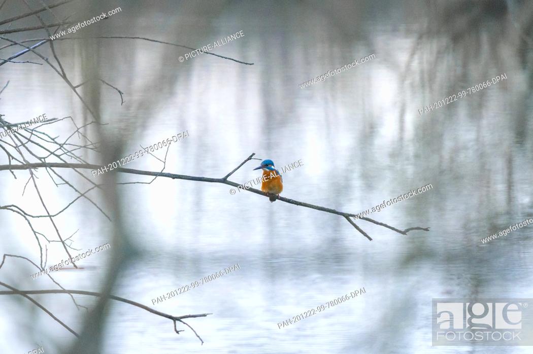 Photo de stock: 21 December 2020, Hamburg: A kingfisher (Alcedo atthis) sits on a branch by a lake. Photo: Jonas Walzberg/dpa. - Hamburg/Hamburg/Germany.