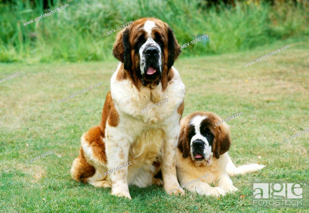 St Bernard DOG - with puppy, Stock Photo, Picture And Rights Managed Image.  Pic. MEV-10742779 | agefotostock