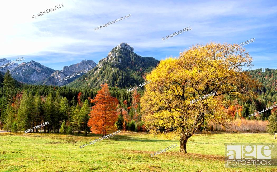 Stock Photo: Yellow discolored sycamore maple in an alpine mountain landscape on a sunny autumn day near Buching. In the background Schönleitenschrofen and Branderschrofen.