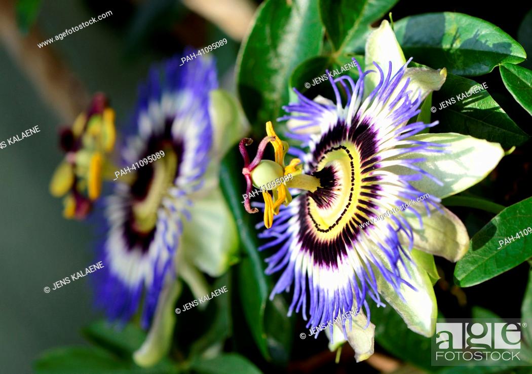 Stock Photo: Two passion flower (Passiflora caerulea) blooms are pictured in Berlin,  Germany, 11 July 2013. Photo: JENS KALAENE | usage worldwide.