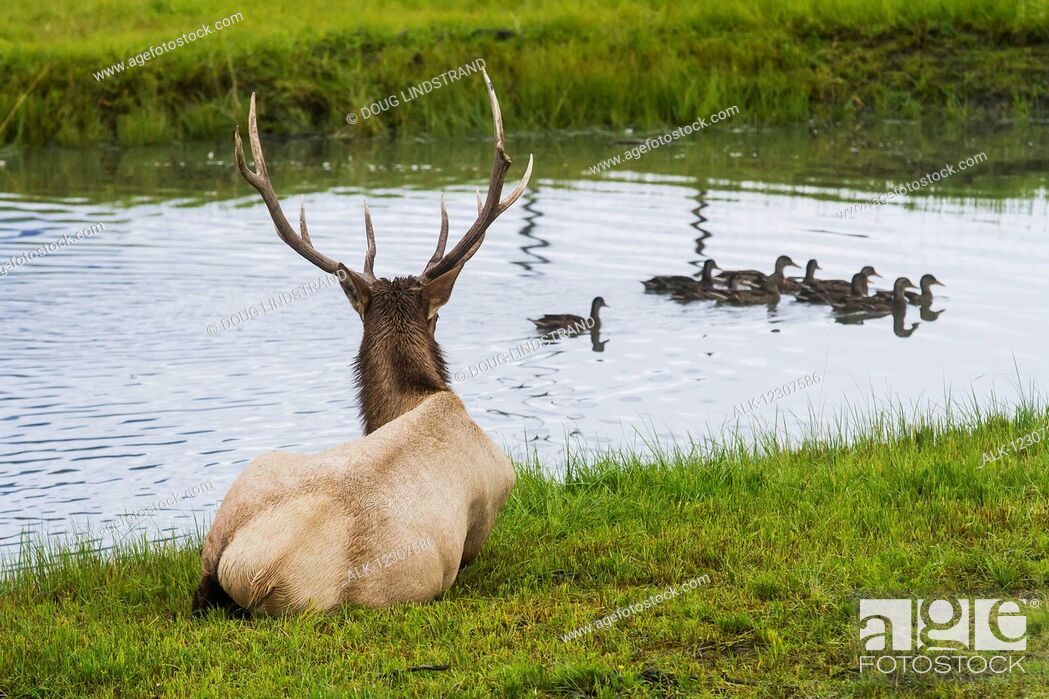 Stock Photo: Captive Bull elk lays and watches a small group of Mallards swim by, Alaska Wildlife Conservation Center, Southcentral Alaska, USA.