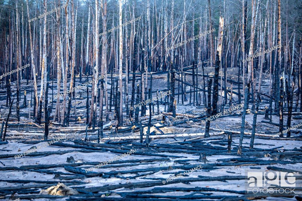Stock Photo: PRODUCTION - 28 June 2023, Mecklenburg-Western Pomerania, Lübtheen: Fallen and burnt tree trunks lie on the approximately 100-hectare burnt area covered with.
