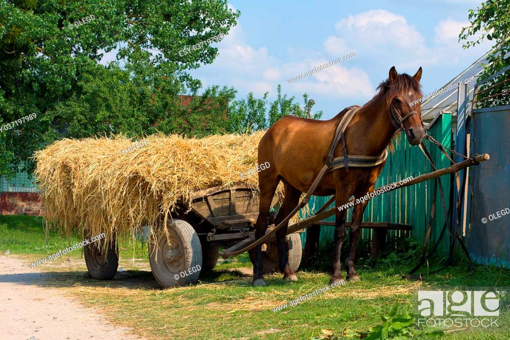 Stock Photo: A chestnut mule harnessed to a traditional hay cart. Ukraine.