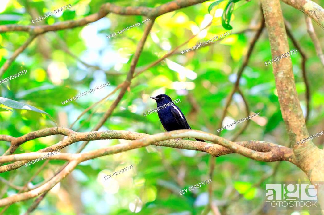 Stock Photo: Small bird in the jungle of Masoala what looks like The Madagascan magpie-robin (Copsychus albospecularis), in Madagascar.