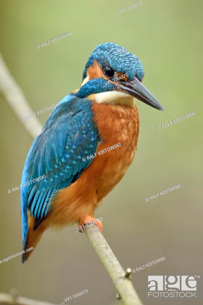 Stock Photo: Eurasian Kingfisher / Eisvogel ( Alcedo atthis ), male bird, perched on a branch of a tree, fresh green of spring, vernal colours, wildlife, Europe.