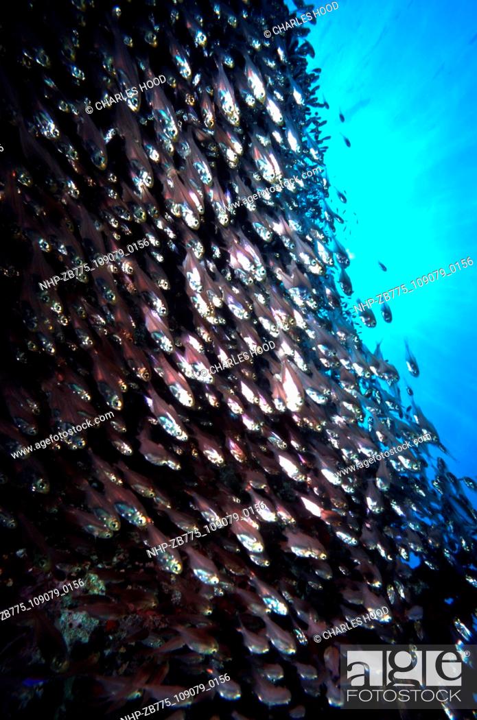 Stock Photo: Glassfish  Date: 16/1/01  Ref: ZB775-109079-0156  COMPULSORY CREDIT: Oceans Image/Photoshot.