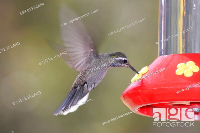Stock Photo: Blue-throated Hummingbird (Lampornis clemenciae).