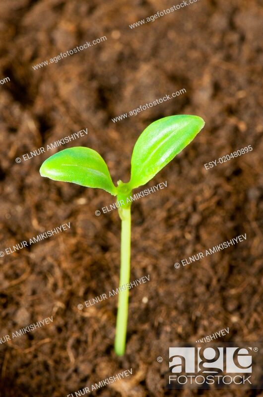 Photo de stock: Green seedling growing out of soil - shallow DOF.