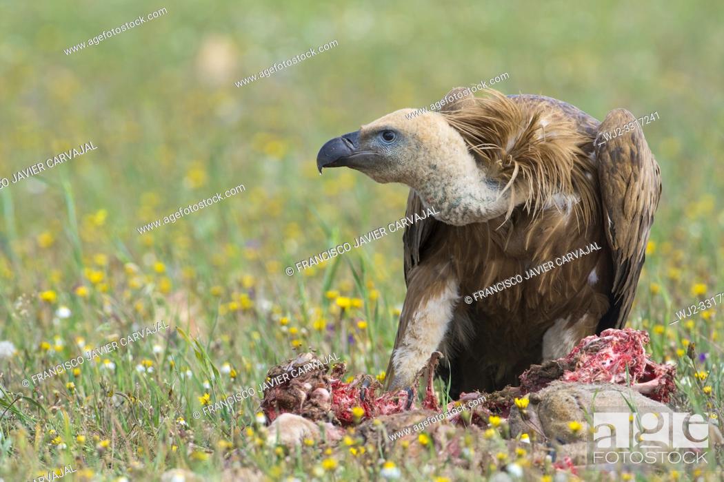 Stock Photo: Griffon vulture perched on the ground in the vicinity of a cadaver, Extremadura, Spain.