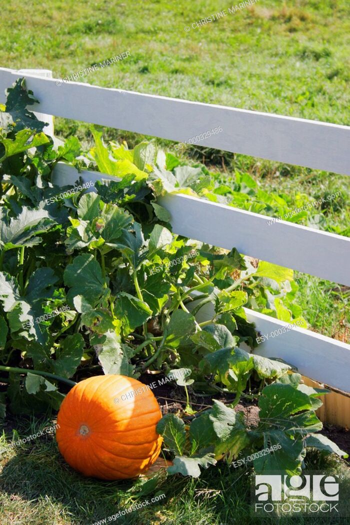 Stock Photo: Pumpkin on vine.