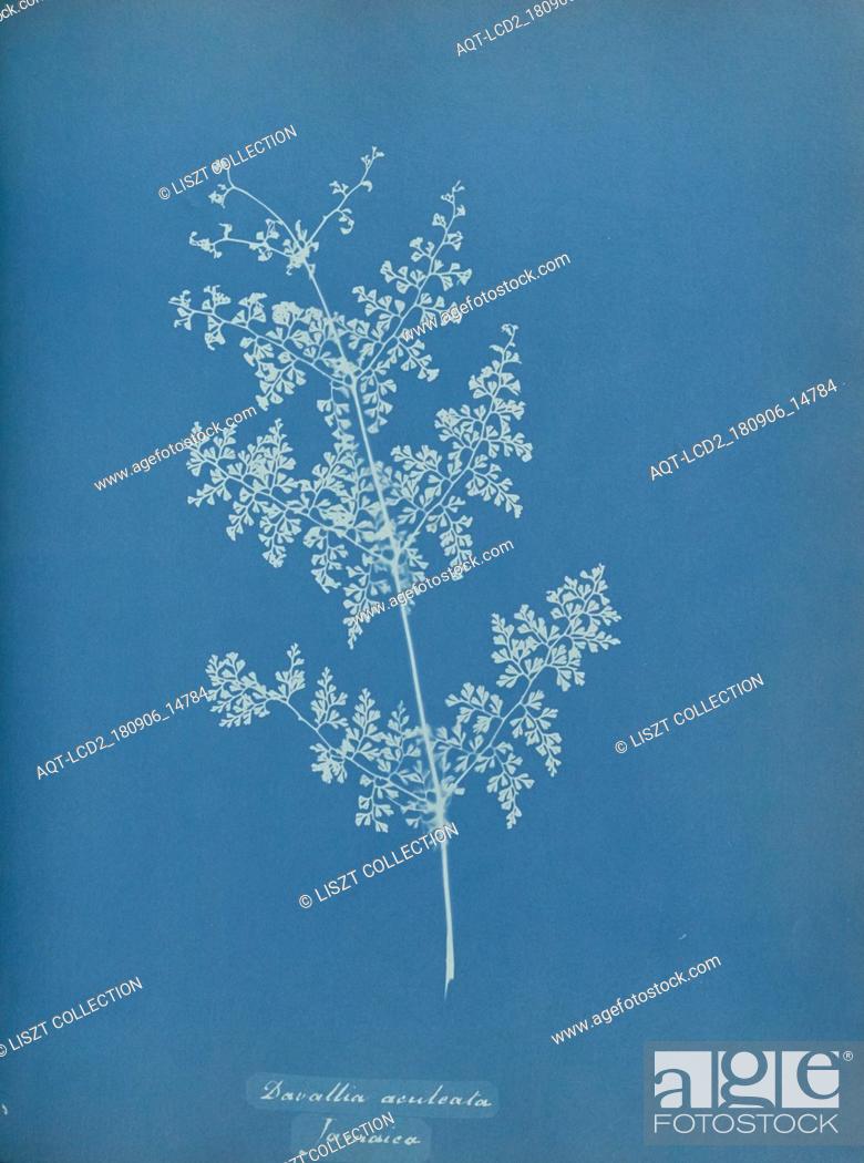 Stock Photo: Davallia aeuleata, Jamaica; Anna Atkins (British, 1799 - 1871); England; 1853; Cyanotype; 25.4 × 19.4 cm (10 × 7 5, 8 in.).