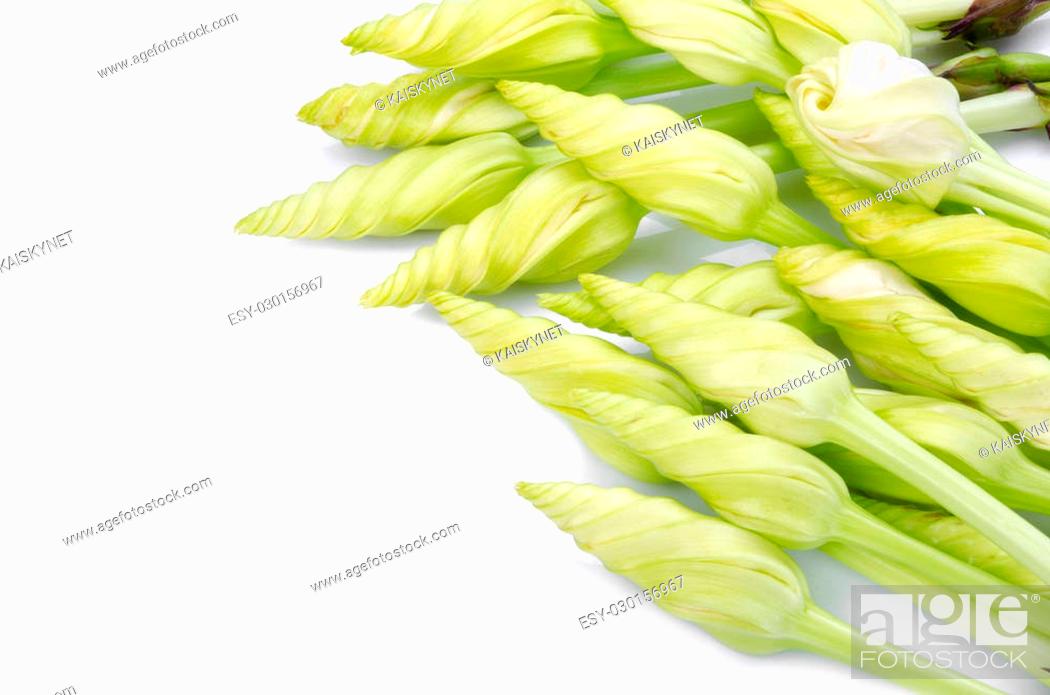 Stock Photo: Ipomoea alba on white background.